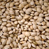 மொச்சைக் கொட்டை (Mochai Kottai/ Field Beans)