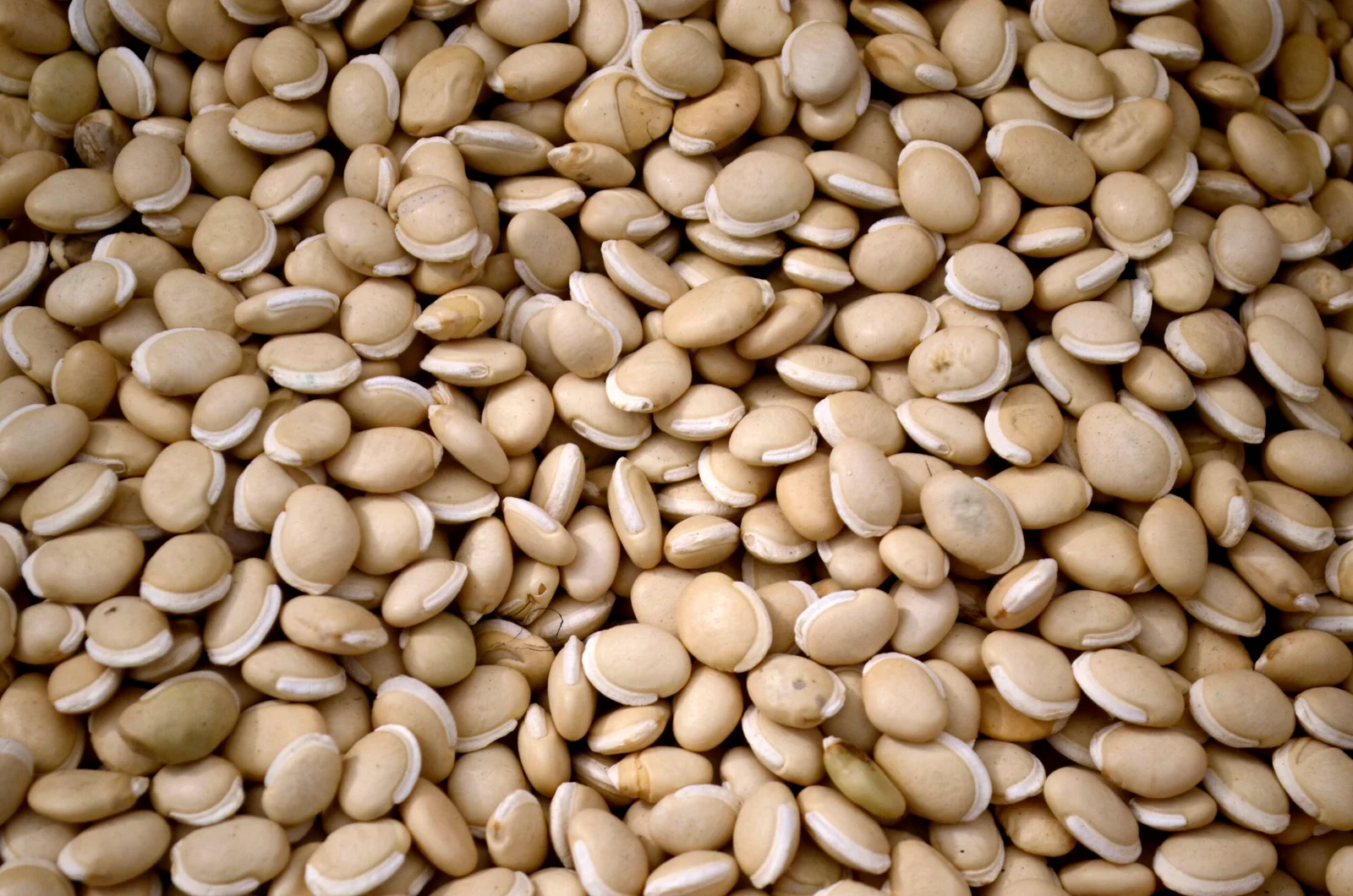 மொச்சைக் கொட்டை (Mochai Kottai/ Field Beans)
