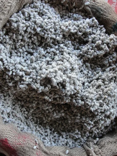 பருத்தி விதை(Paruthi vithai)