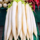 முள்ளங்கி (Radish / Mullangi)