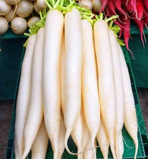 முள்ளங்கி (Radish / Mullangi)