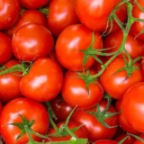 தக்காளி/Thakkali/(tomato)