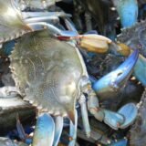 நண்டு (Crab)