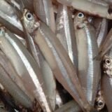 நெத்திலி மீன் (NETTHILI)